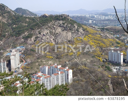 Forwangsan forsythia flowers 63878195