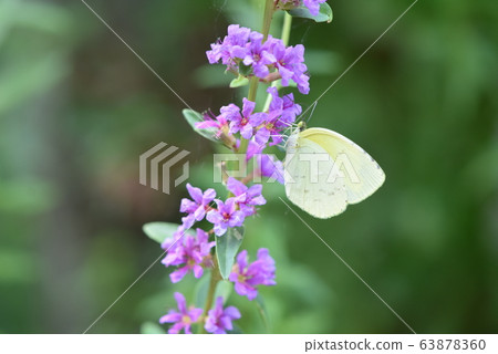 Northern Spotted Butterfly Northern Spotted Butterfly 63878360