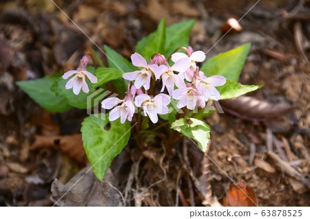 茉莉紫羅蘭花 茉莉紫羅蘭花 63878525
