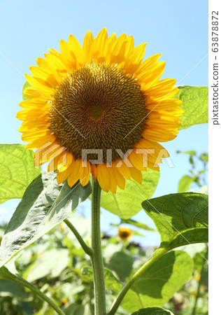 太陽富有的新鮮橙色向日葵 太陽富有的新鮮橙色向日葵 63878872