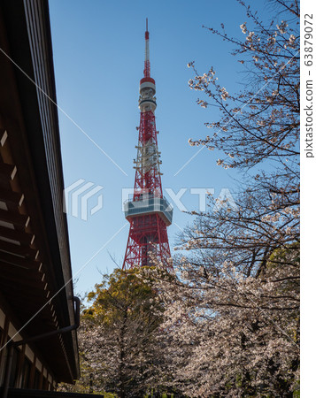 東京塔和櫻花 東京塔和櫻花 63879072
