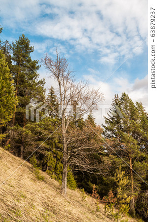 Lonely bare tree on a hillside covered with coniferous forest 63879237