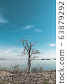 Lonely tree at the coast of big river. Small clouds in a deep blue sky 63879292