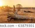 Golden sunrise and old fallen tree on dry grass 63879301