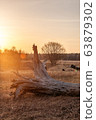Golden sunrise and old fallen tree on dry grass 63879302