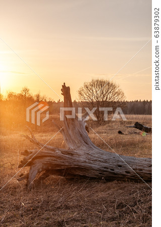 Golden sunrise and old fallen tree on dry grass 63879302