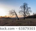 Group of trees on the meadow at sunrise 63879303