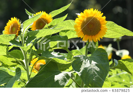 太陽富有的新鮮橙色向日葵 太陽富有的新鮮橙色向日葵 63879825