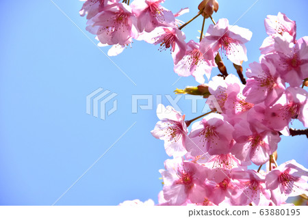 Sakura Kawazu cherry tree full bloom Sakura Kawazu cherry tree full bloom 63880195