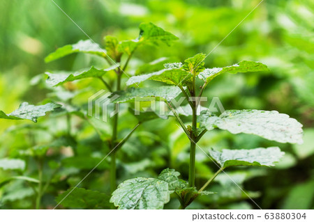 Green bushes of fragrant mint grow in a garden Green bushes of fragrant mint grow in a garden 63880304