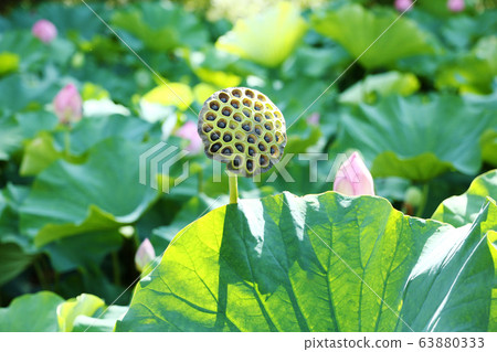 蓮花托盤 63880333