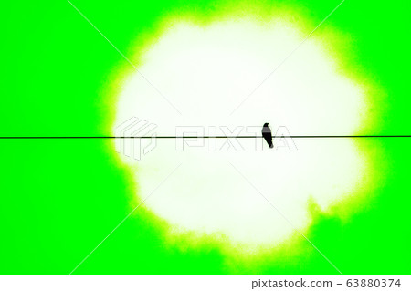 A black crow that stops on an electric wire Green A black crow that stops on an electric wire Green 63880374