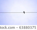 黑烏鴉停在電線上 63880375