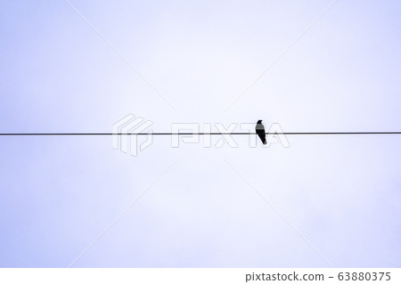 黑烏鴉停在電線上 63880375