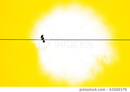 黑烏鴉黃停在電線上 63880376