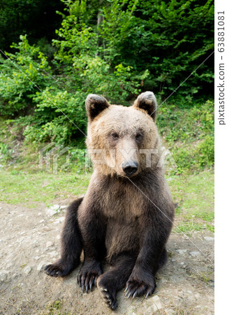 A bear sits on earth in a forest. 63881081