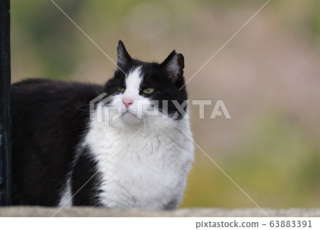 Black and white cat Black and white cat 63883391