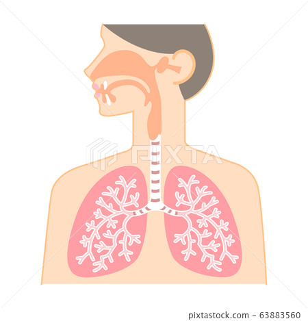 Diagram of nose, throat, and lungs (healthy organs) 63883560