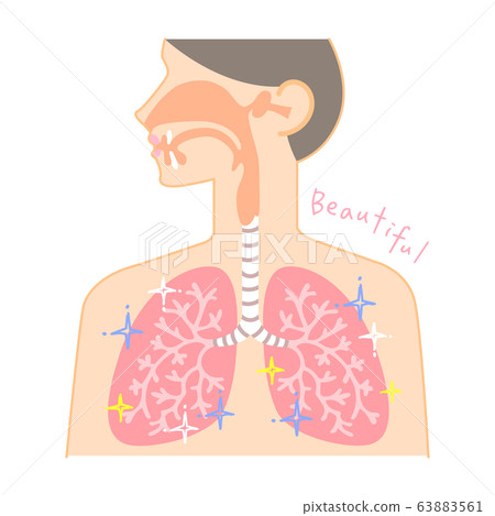 Diagram of nose, throat and lungs (healthy and clean lungs) 63883561
