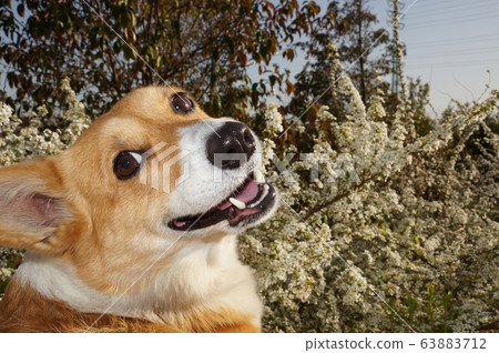 Corgi and snow willow 63883712