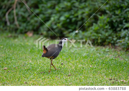 White haraquina with tail wings 63883788