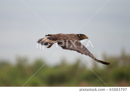 Adult flying eagle bird 63883797