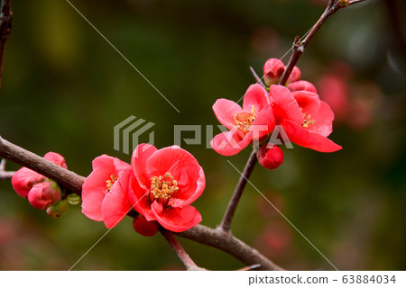 模糊的鮮花 63884034