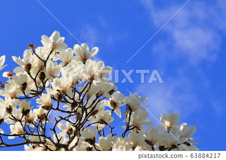 白玉蘭藍天背景 63884217