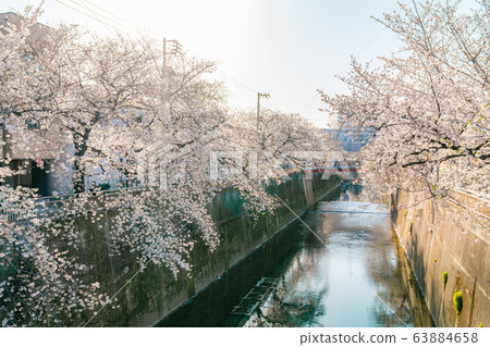 日本的春天東京板橋區的Shakujii河沿岸的櫻花 日本的春天東京板橋區的Shakujii河沿岸的櫻花 63884658