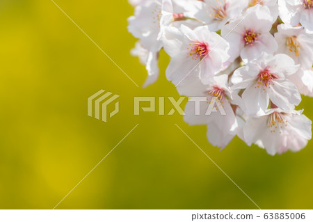 櫻花和油菜花 63885006