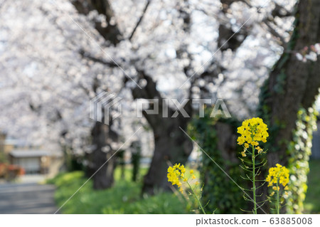 櫻花和油菜花 63885008