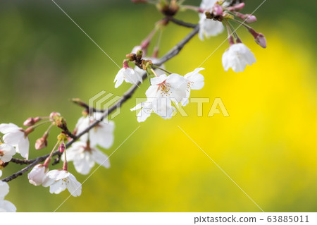 櫻花和油菜花 63885011