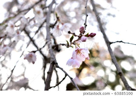 三月櫻花盛開 63885100