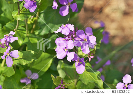 Hanadai Con。的花朵 63885262