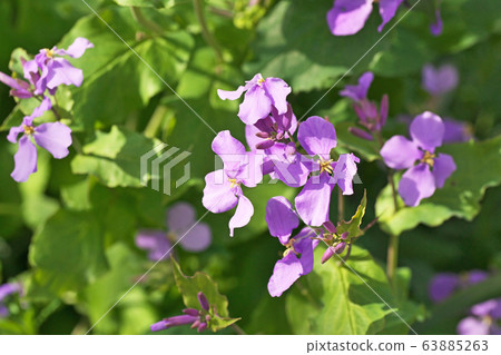 Hanadai Con。的花朵 63885263