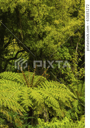New Zealand Wellington Otari Wiltons Bush New Zealand Wellington Otari Wiltons Bush 63885272