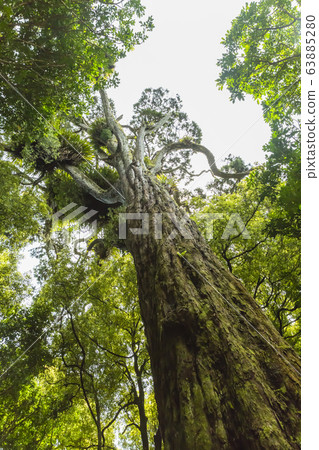 New Zealand Wellington Otari Wiltons Bush New Zealand Wellington Otari Wiltons Bush 63885280
