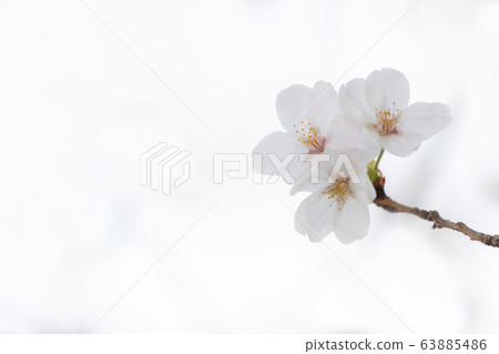 櫻花背景材料 63885486