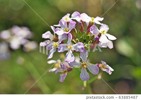 Hanadai Con。的花朵 63885487