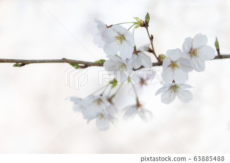 櫻花背景材料 63885488