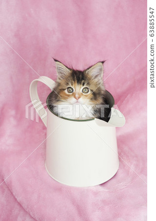 Maine Coon kitten in a jug 63885547