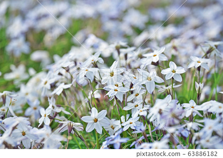 Hana flower flower 63886182