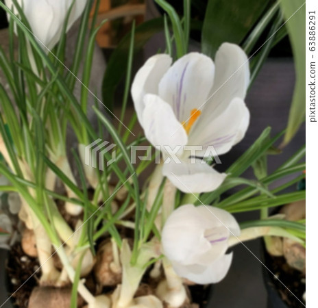 Crocus vernus or spring , giant crocus Crocus vernus or spring , giant crocus 63886291