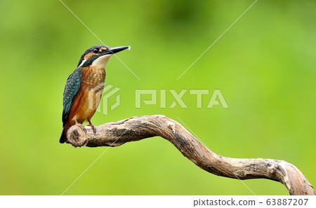 Kingfisher, bird, bird, animal Kingfisher, bird, bird, animal 63887207