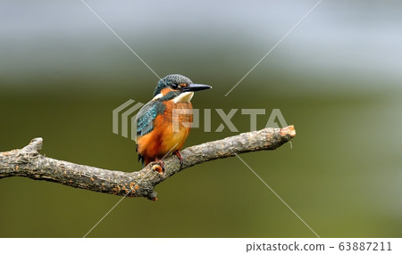 Kingfisher, bird, bird, animal Kingfisher, bird, bird, animal 63887211