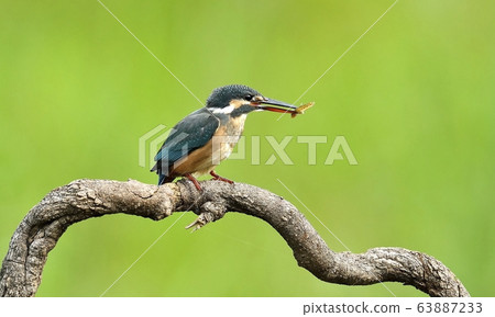 Kingfisher, bird, bird, animal Kingfisher, bird, bird, animal 63887233