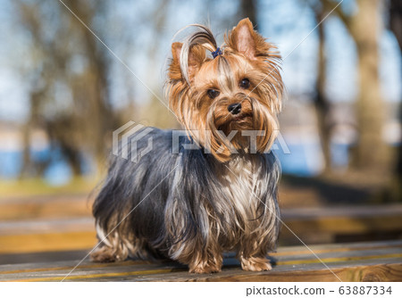 Yorkshire terrier dog sitting close up on nature 63887334