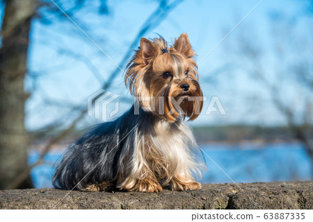 Yorkshire terrier dog sitting close up on nature Yorkshire terrier dog sitting close up on nature 63887335
