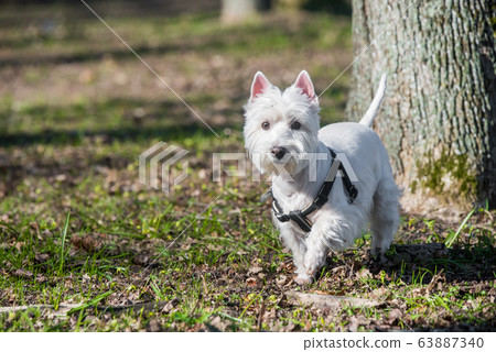 Dog and tick vaccination. White Terrier in forest Dog and tick vaccination. White Terrier in forest 63887340