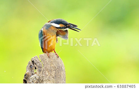 Kingfisher, bird, bird, animal Kingfisher, bird, bird, animal 63887405